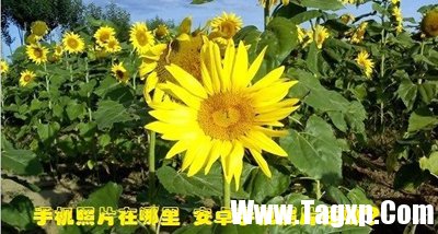 安卓圖片