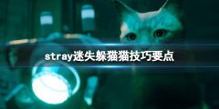 《迷失》stray躲貓貓怎么跳